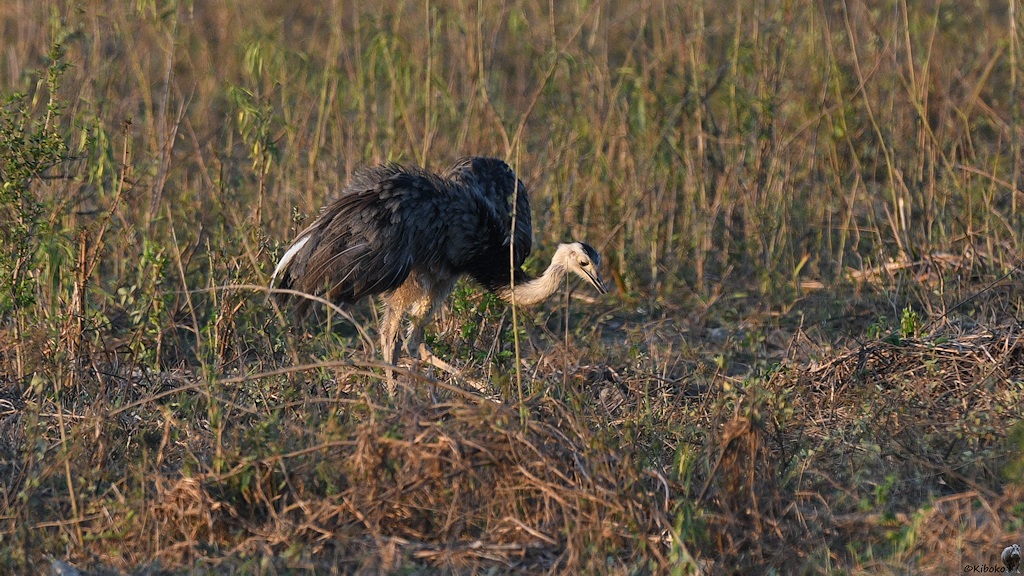 Ein großer, grauer Laufvogel steht am Straßenrand