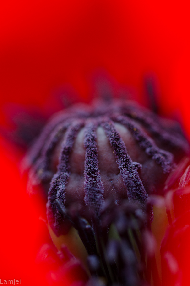 DSC_2290.jpg