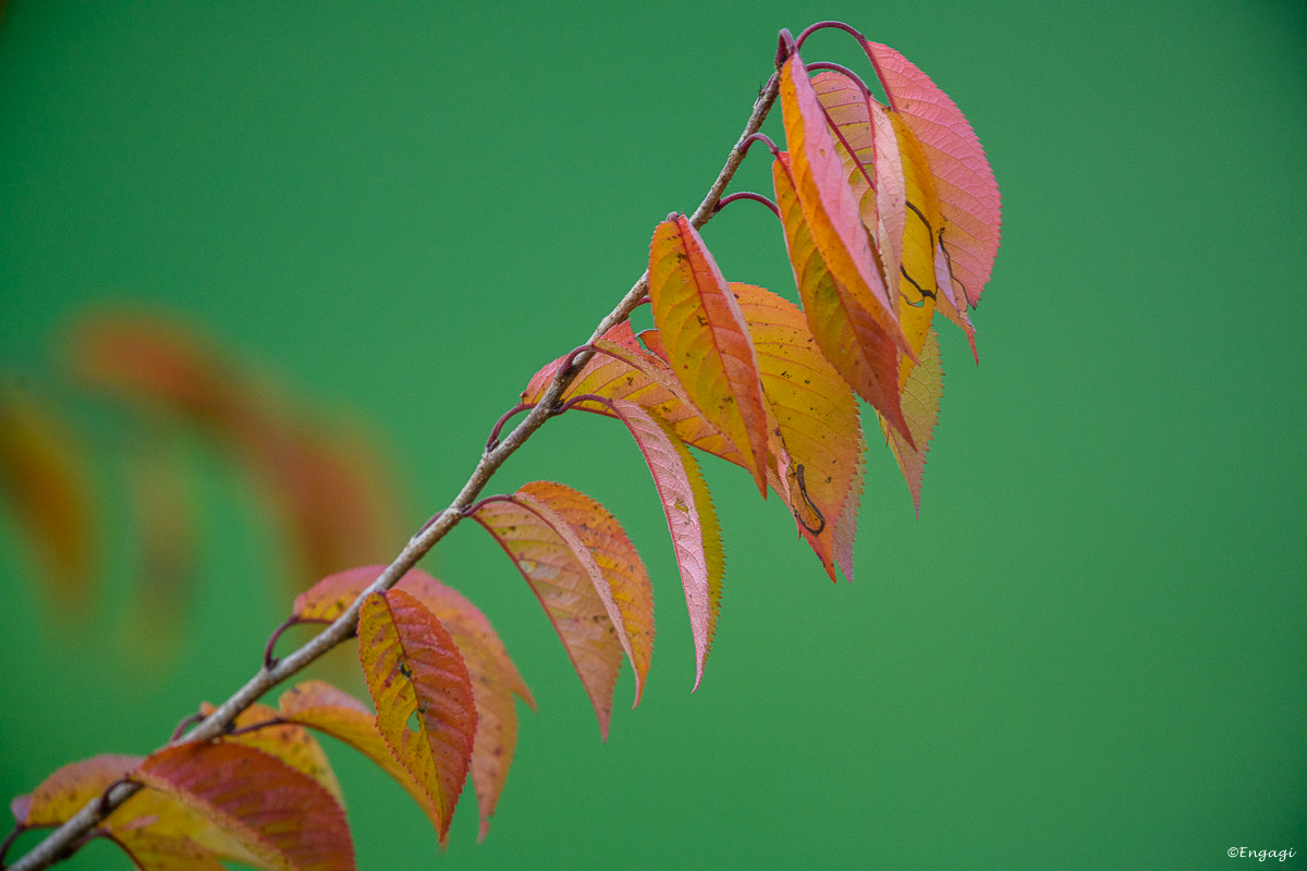 DSC_7820.jpg