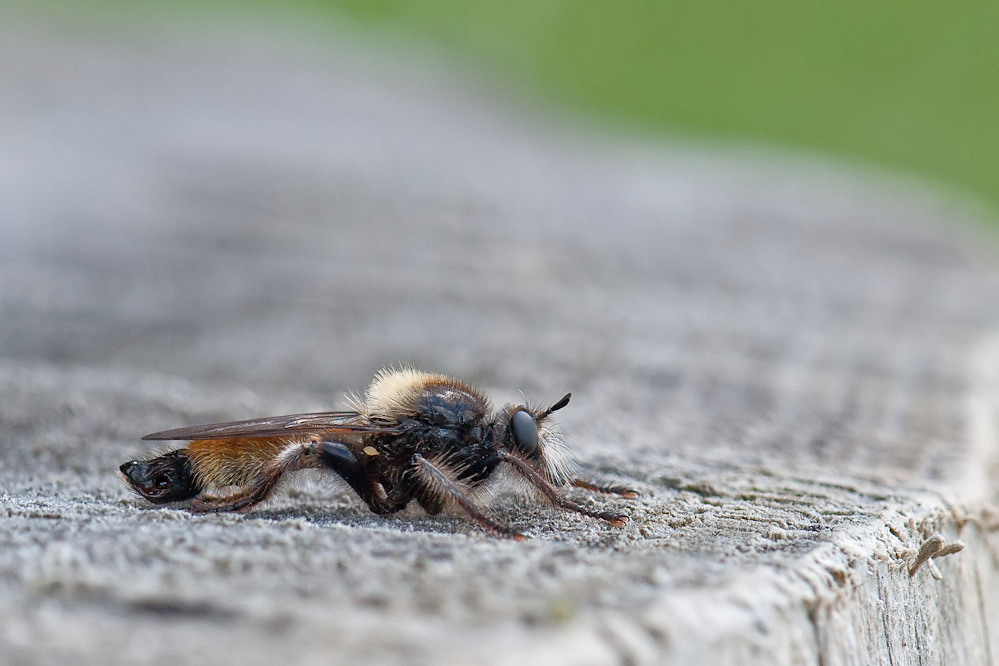 laphria1.jpg