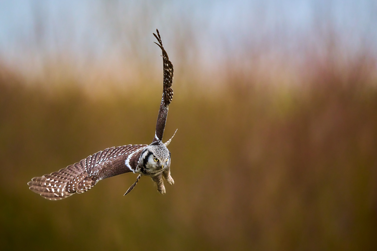 DSC_3250-X2.jpg