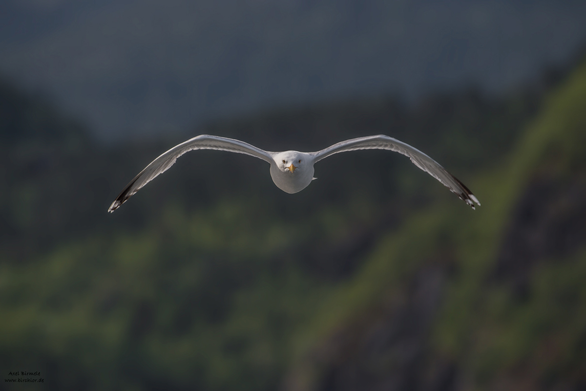 20140522_0205_PS_LAB_1200Px.jpg