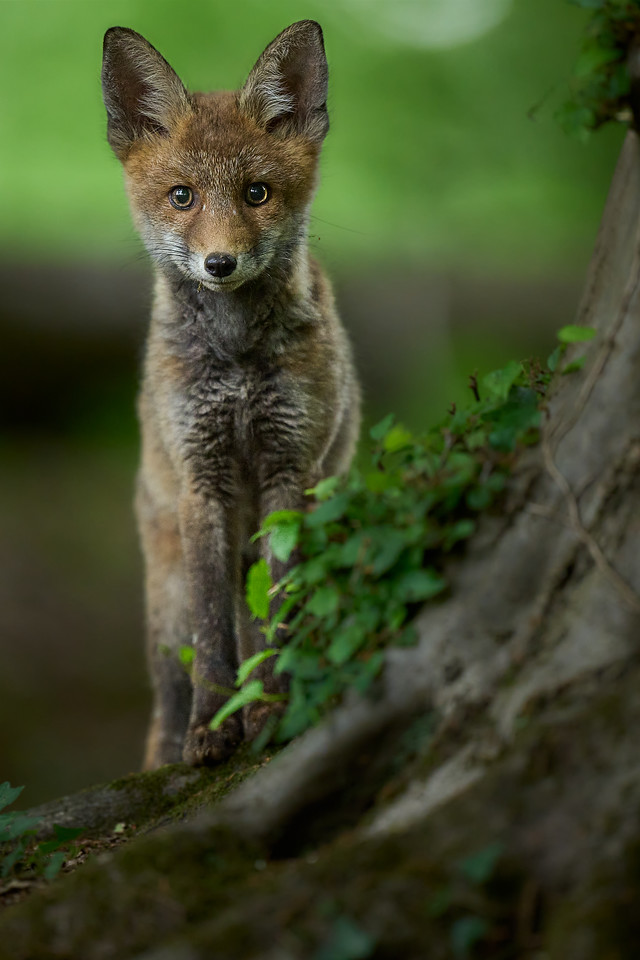 DSC_0999-X2.jpg