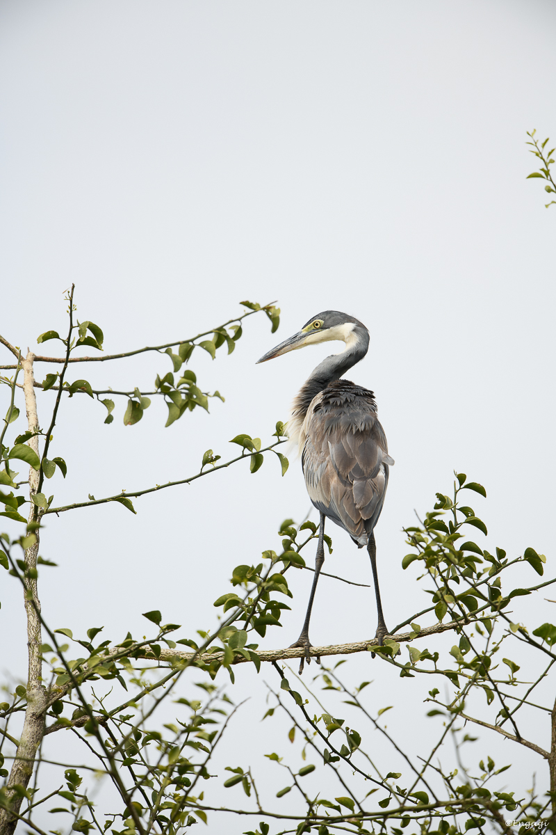 Uganda%200587.jpg
