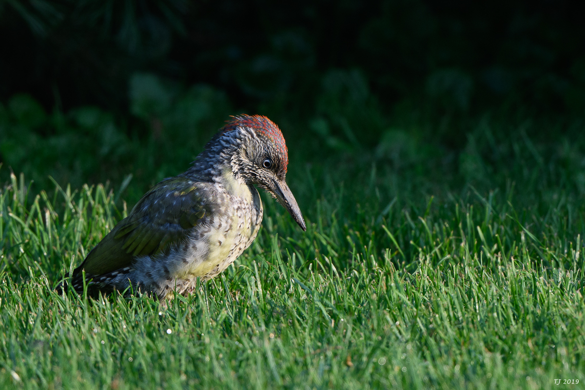 DSC_4735.jpg
