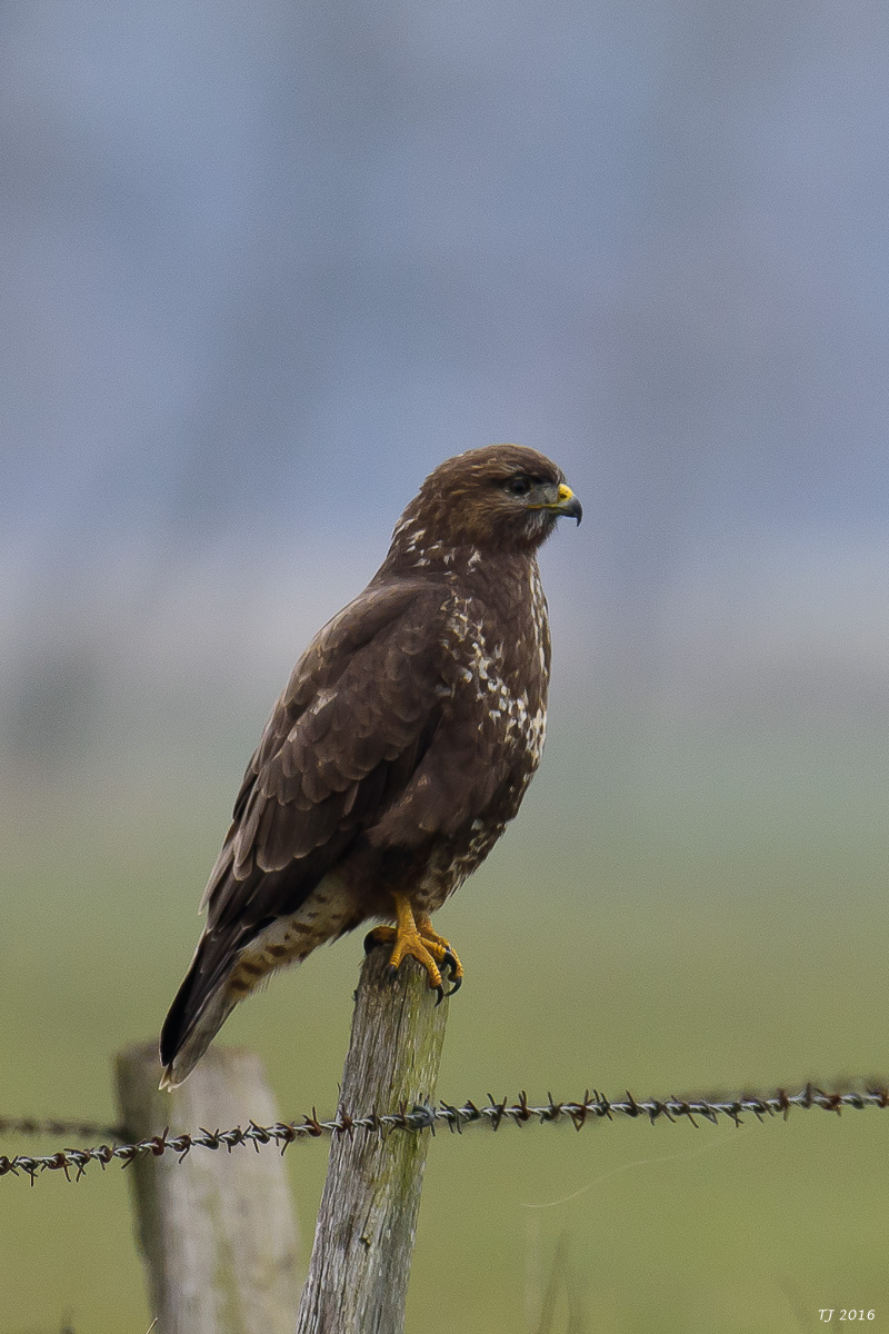 DSC_3429.jpg