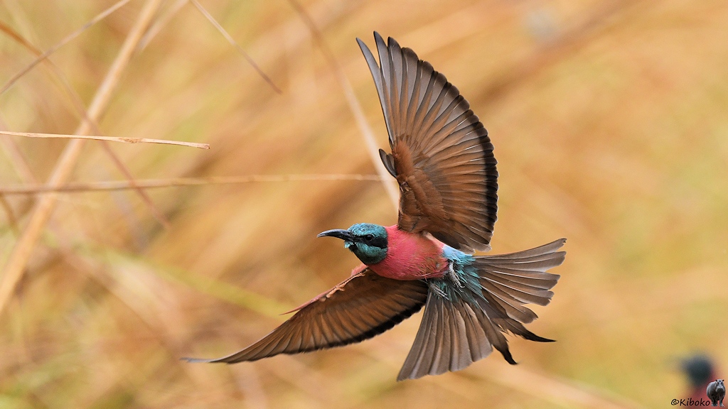 s815_Zakouma_NorthernCarmineBeeEater_0941.jpg