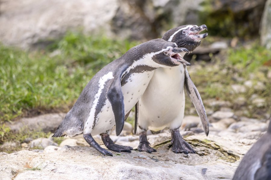 zoovienna23_35.jpg