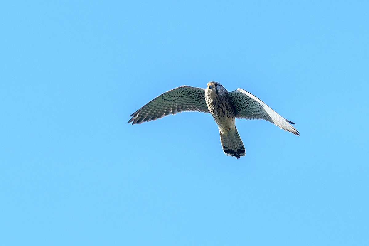 20180403_D500_0006NF.jpg