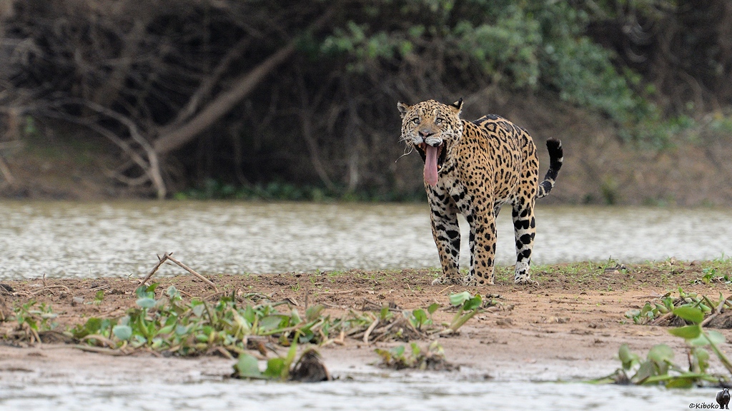 Unglücklicher Jaguar blick doof aus der gefleckten Wäsche