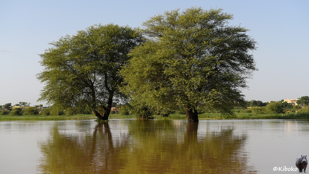 Das Bild zeigt zwei Bäume im Wasser stehen. Im Hinergrund ist Schilf am Ufer. Dahinter stehen einzelne niedrige Häuser.
