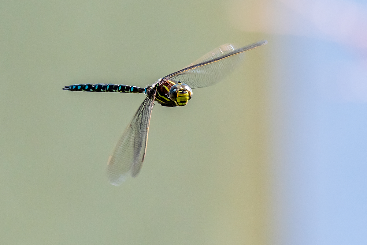 20190827_ND5_2525NF.jpg