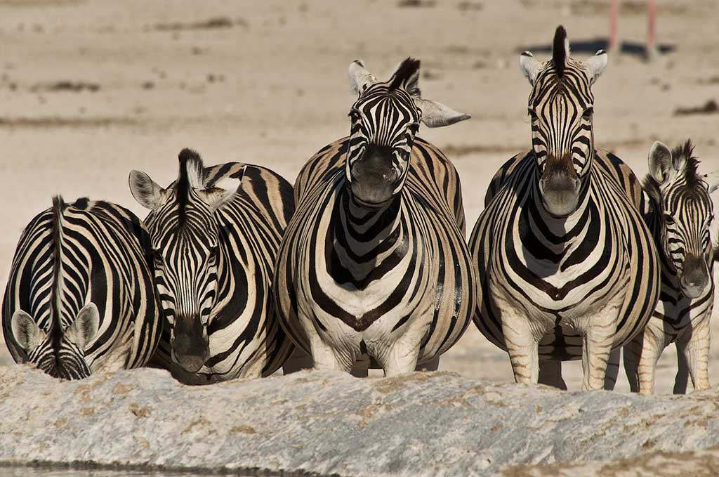 namibia_zebras_1.jpg