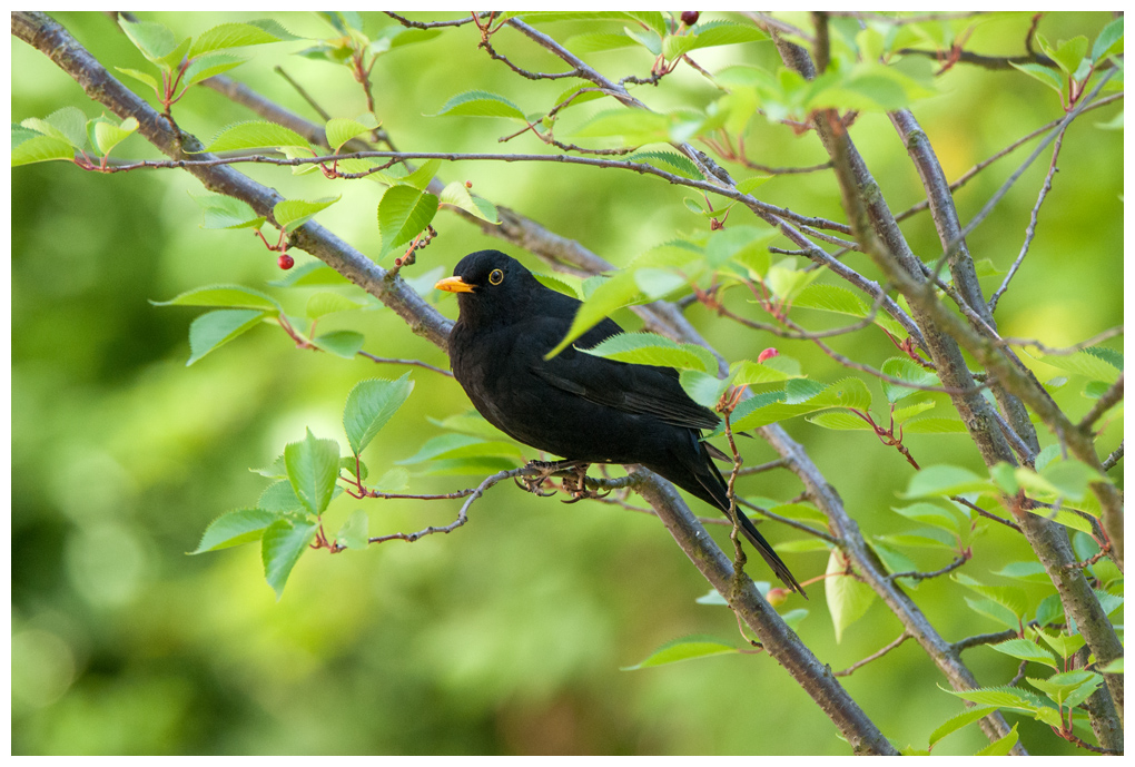 Amsel017.jpg