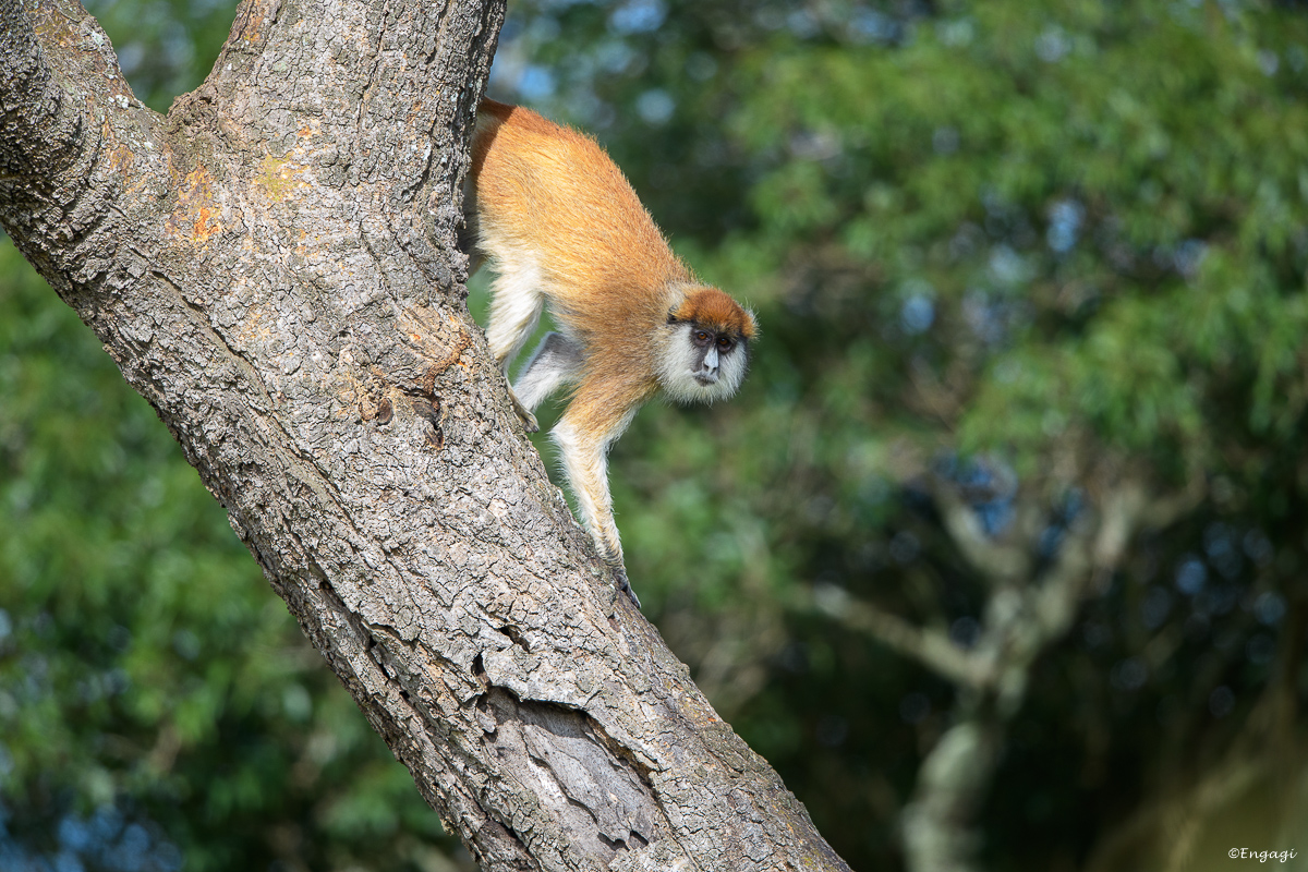 Uganda%200242.jpg