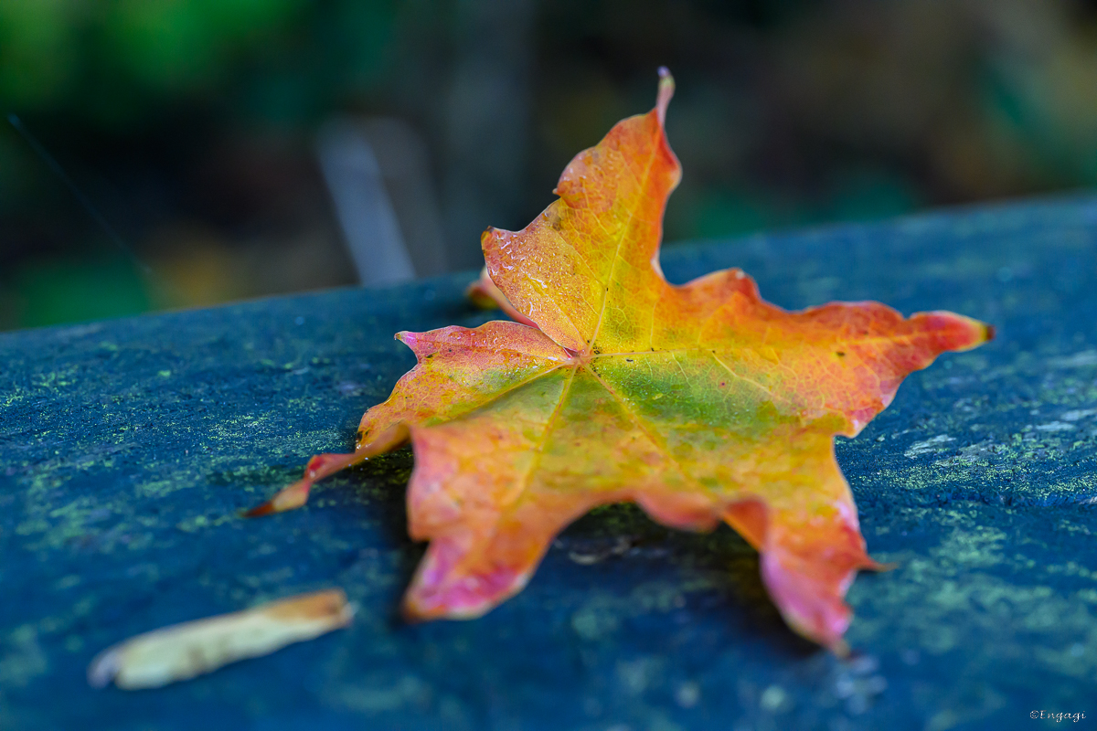 DSC_3465.jpg