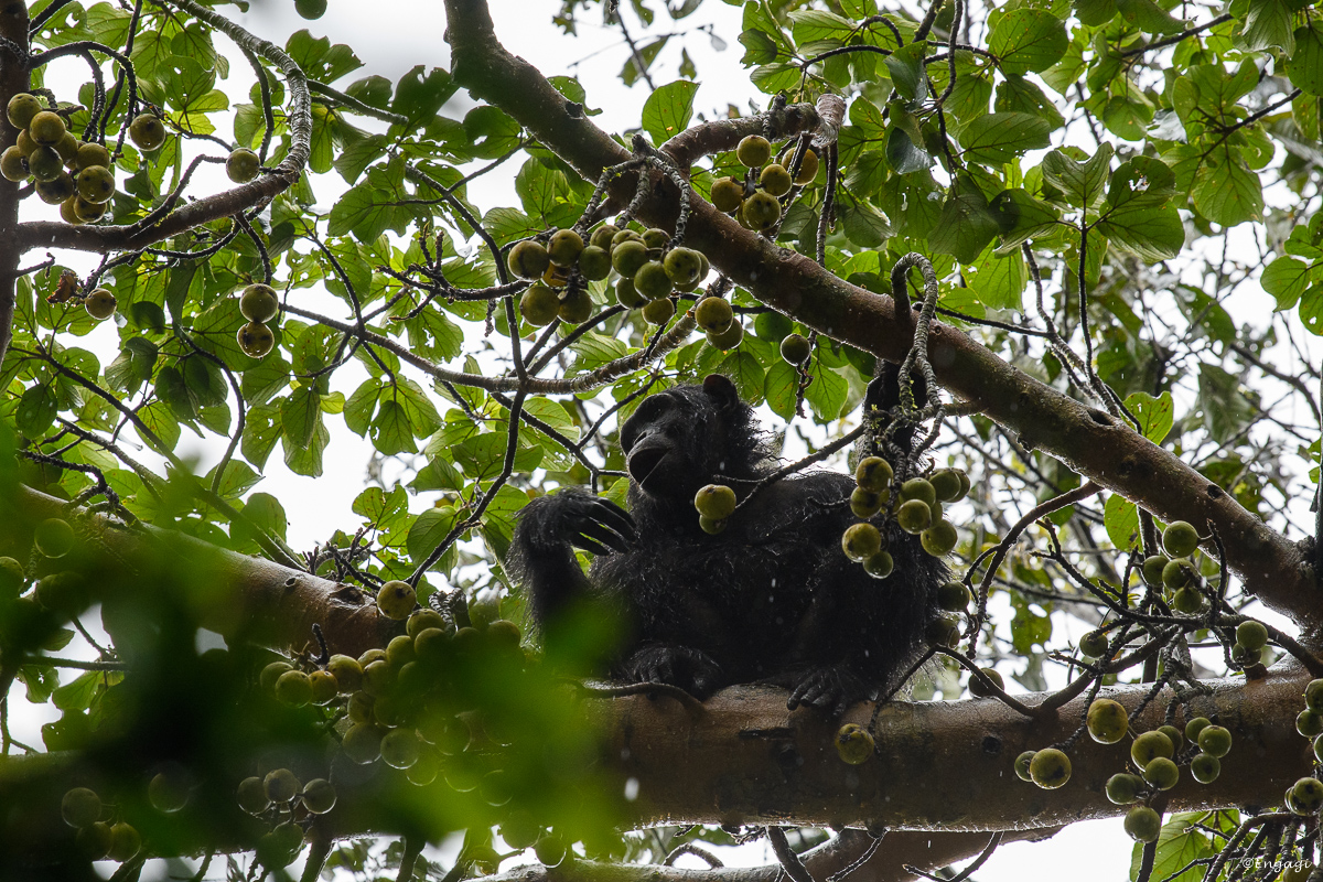 Uganda%200761.jpg