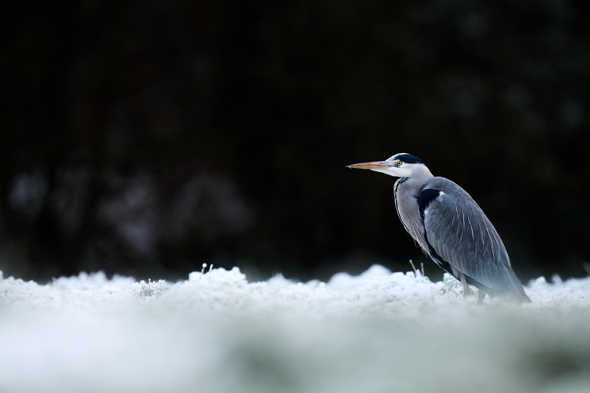 DSC_0049-X4.jpg