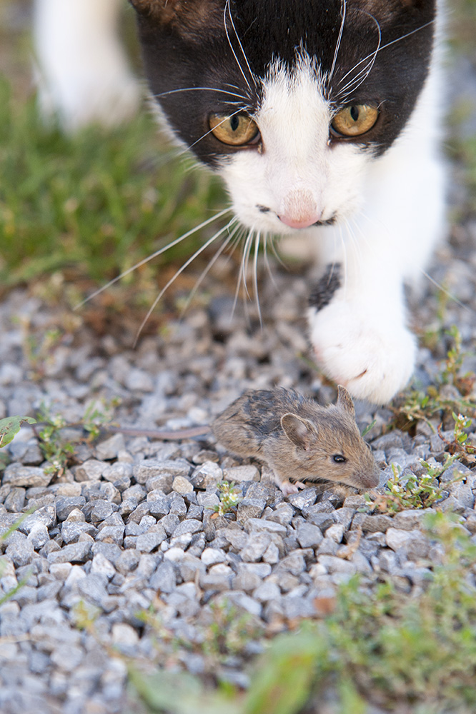 tommy-maus-6.jpg