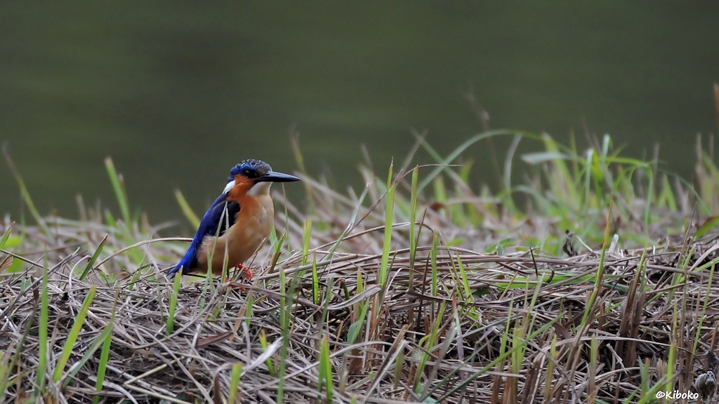 Ein kleiner orangebrauner Vogel mit blauem Gefieder, blauer Haube, weißen Flecken an Kehle und Naken, sowie mit einen großen schwarzen Schnabel sitzt im Gras an einem See