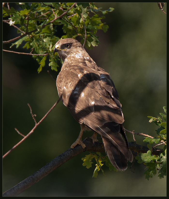 Bussard%20001%20800px.jpg