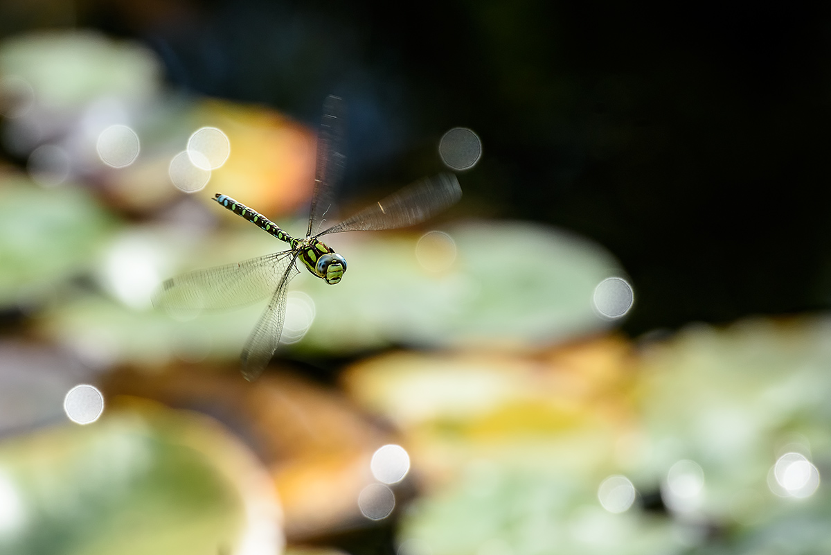 20170905_D810_0288vNF.jpg