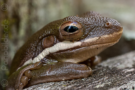 baumfrosch-florida-IMGP5564.jpg
