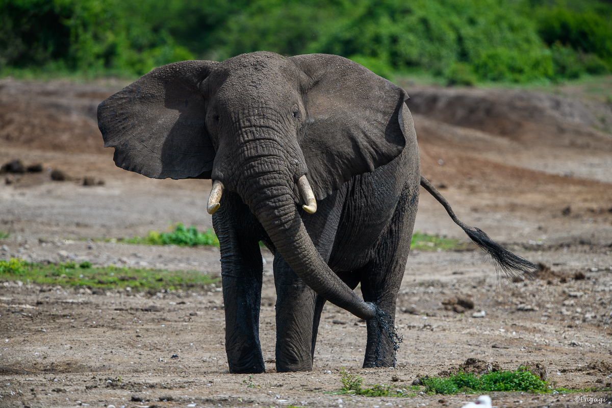 Uganda%201046.jpg