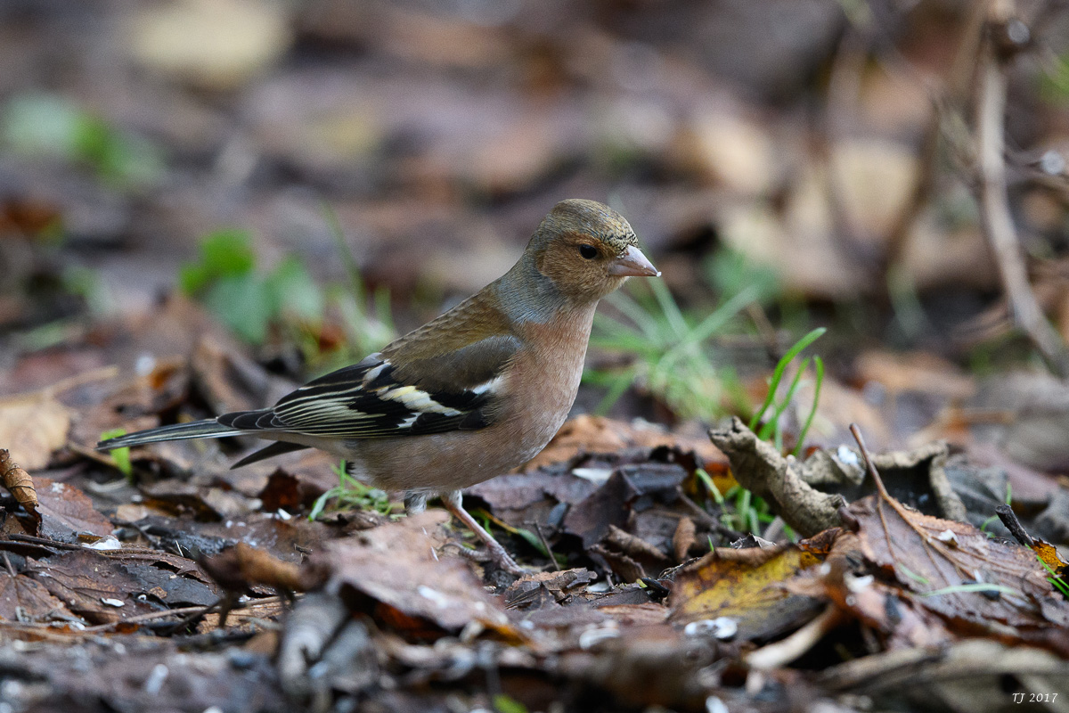 DSC_3137.jpg