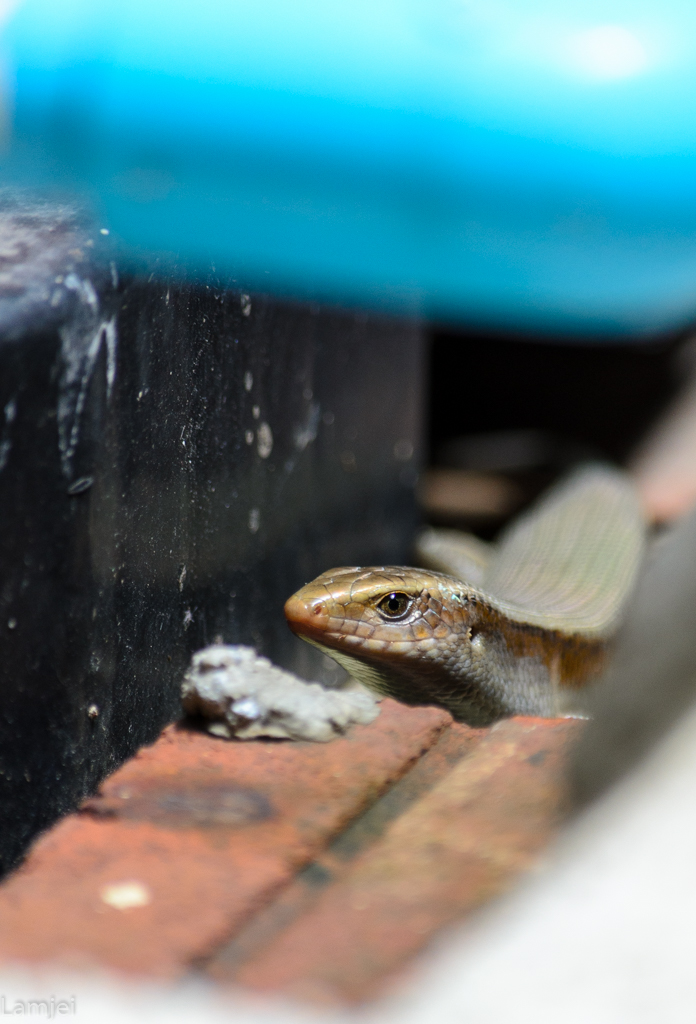 DSC_6783.jpg