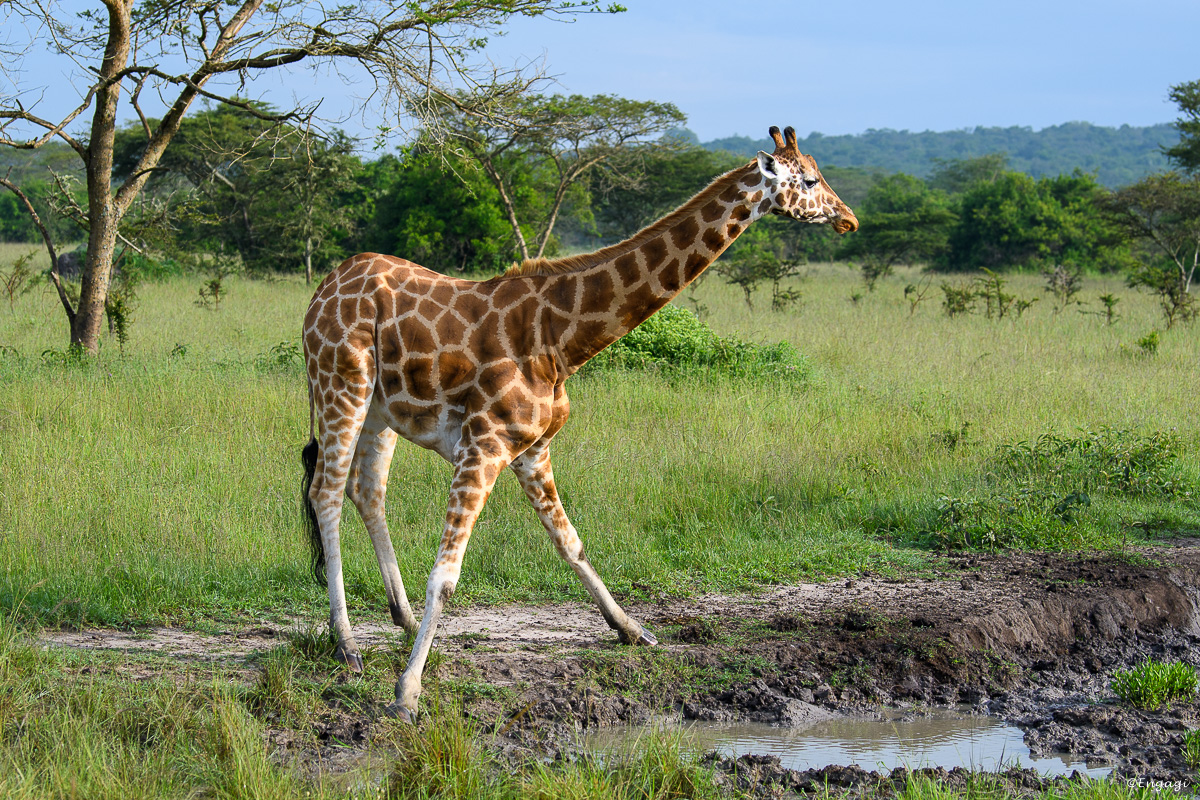 Uganda%202557.jpg