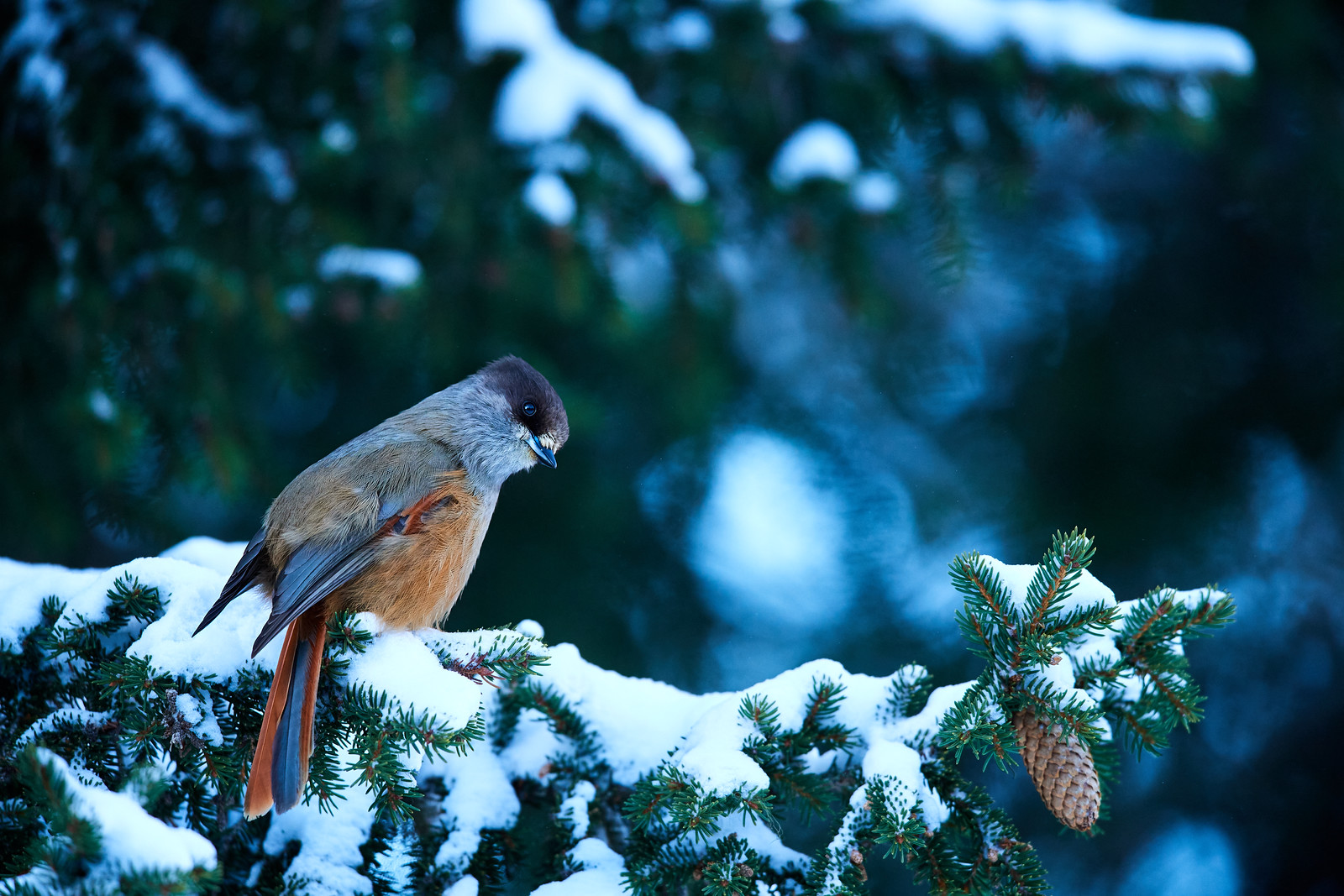 DSC_0315-X3.jpg