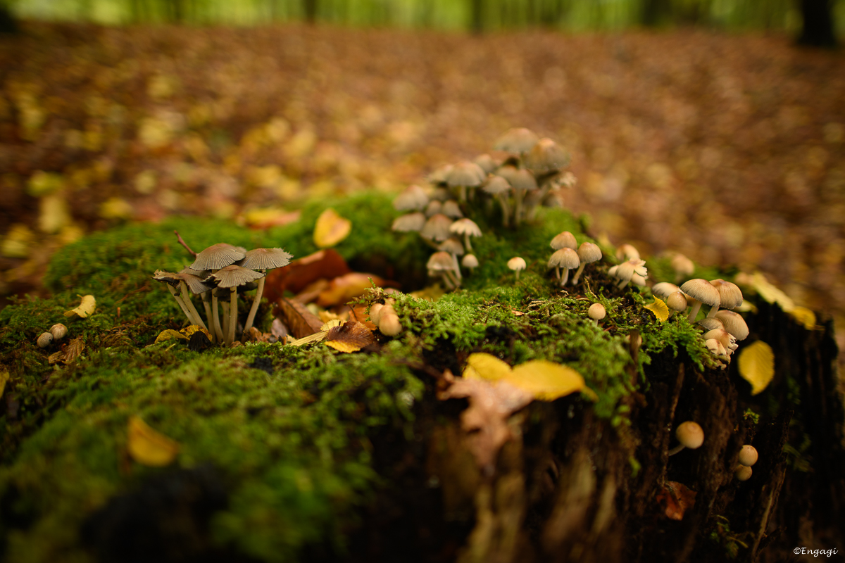 DSC_8480.jpg