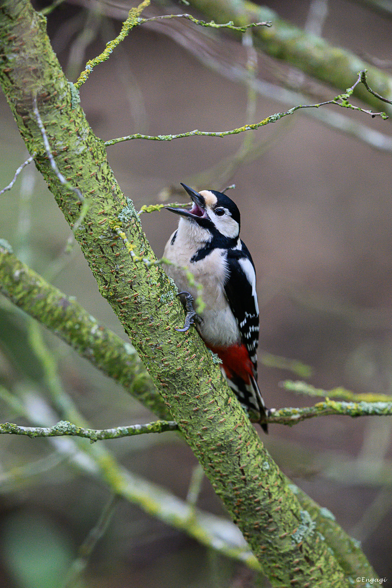 DSC_0539.jpg