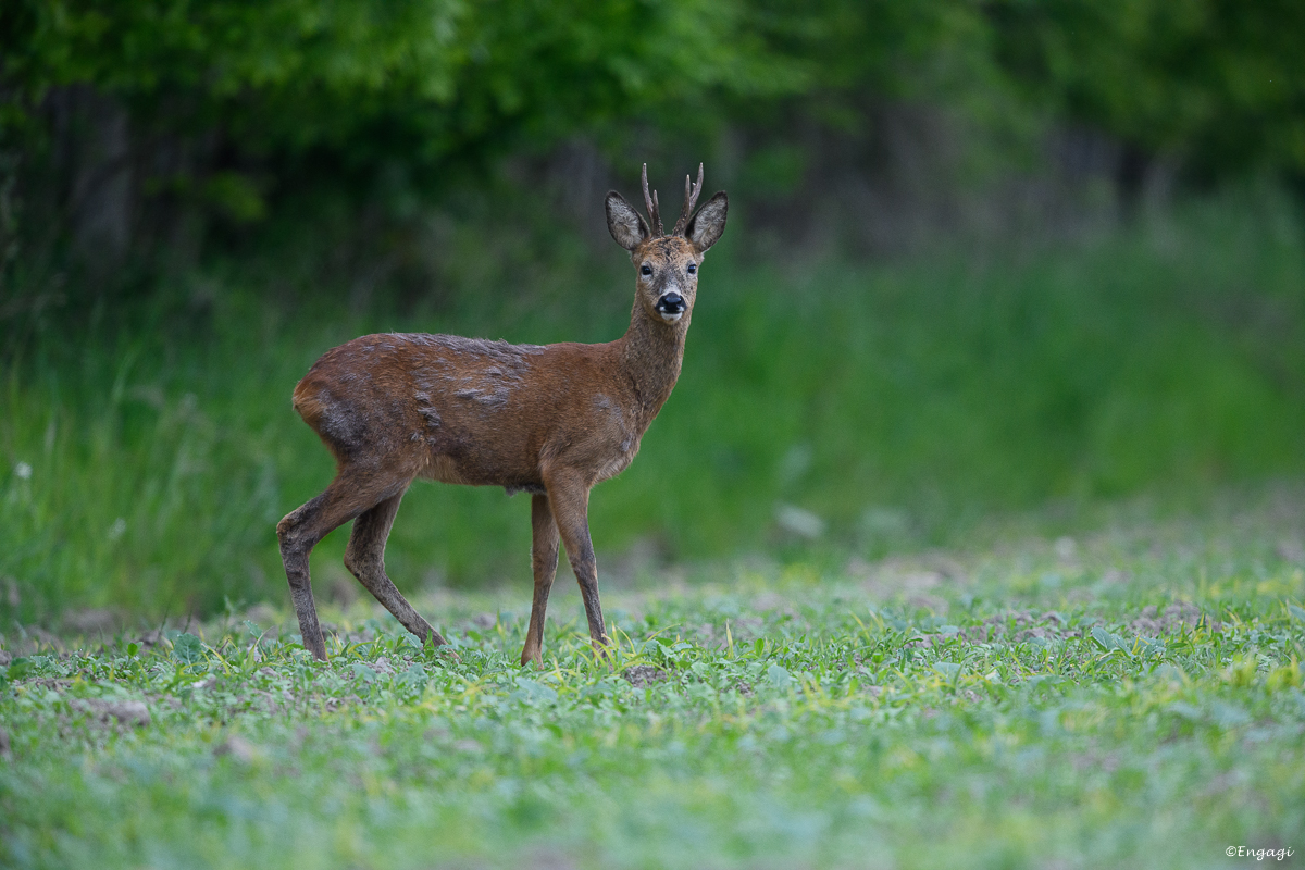 DSC_8330.jpg