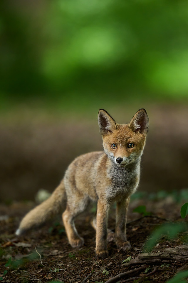 DSC_1622-X2.jpg