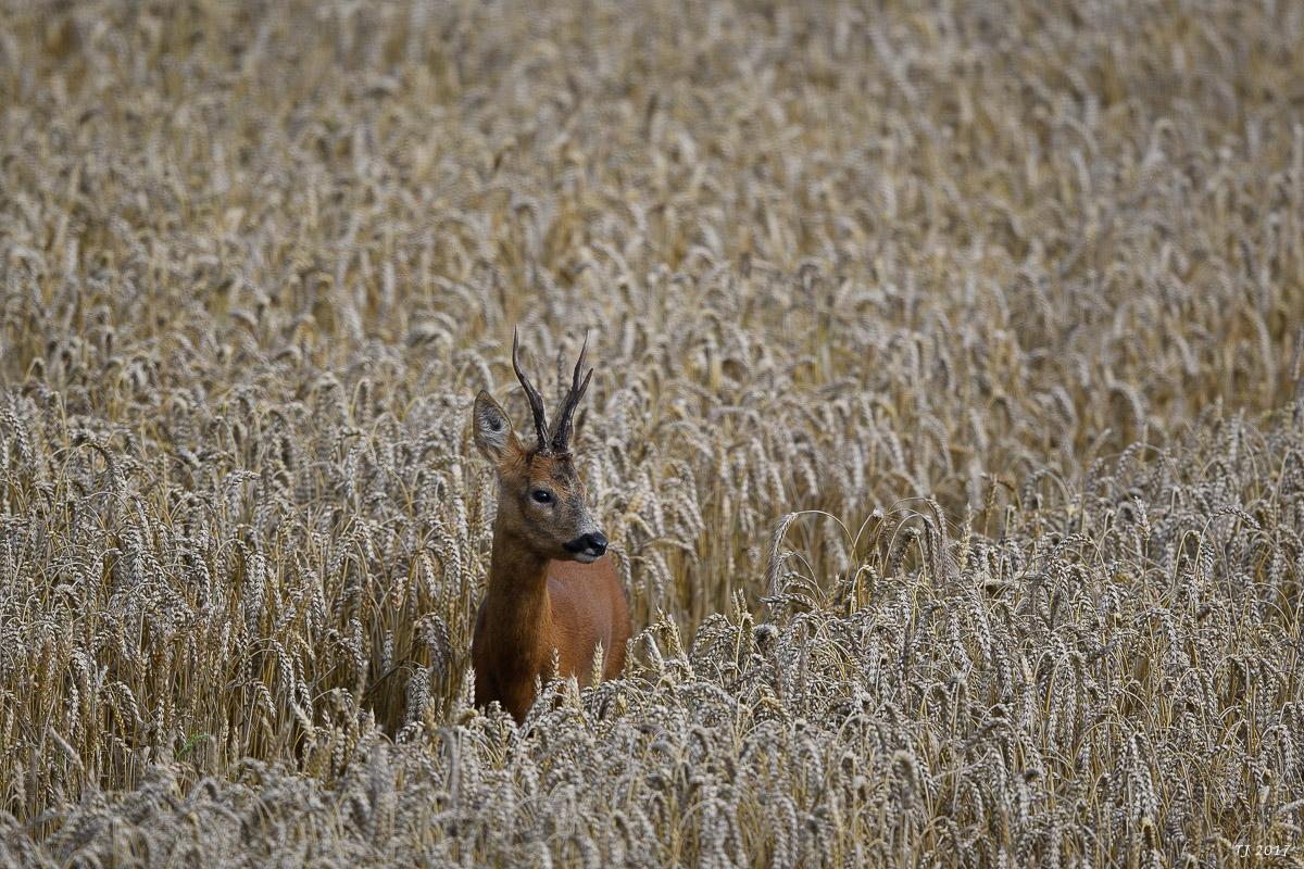 DSC_2286.jpg