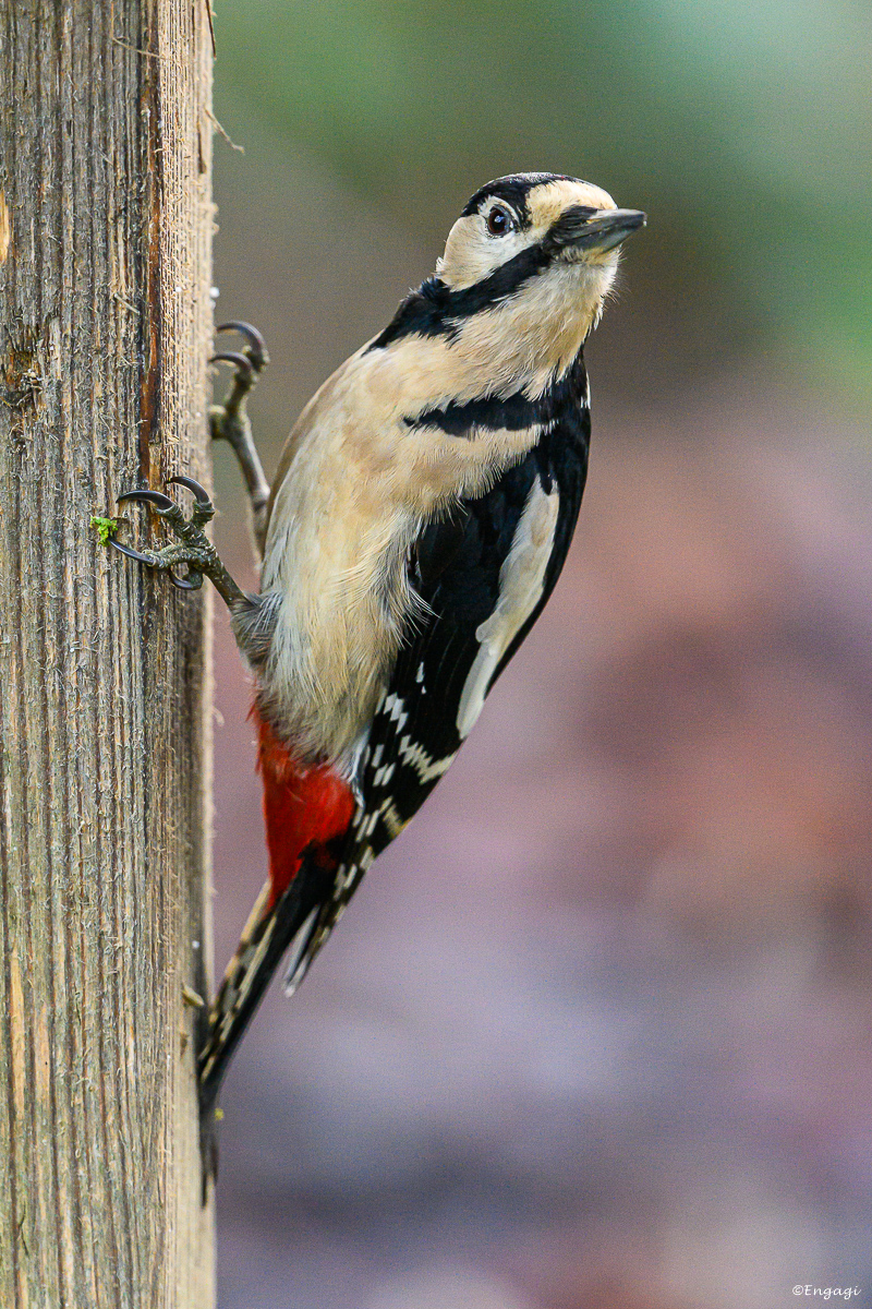 DSC_0156a.jpg