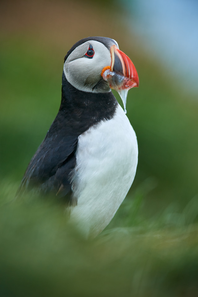 IMG_4724-X2.jpg