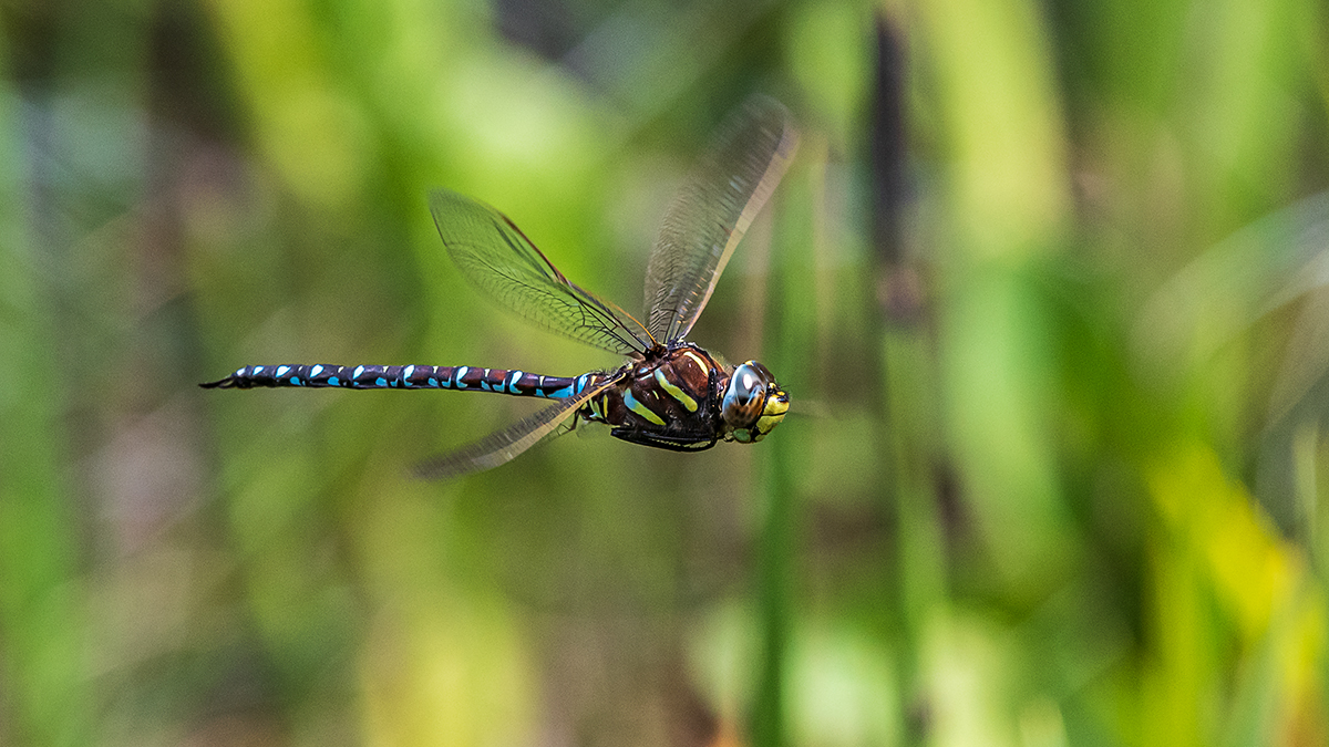 20190805_D500_0025wNF.jpg