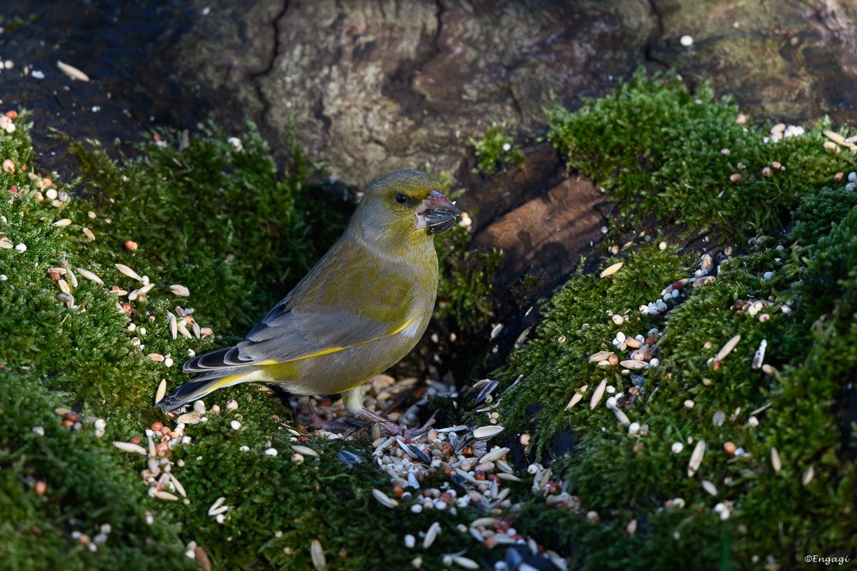 DSC_7892.jpg