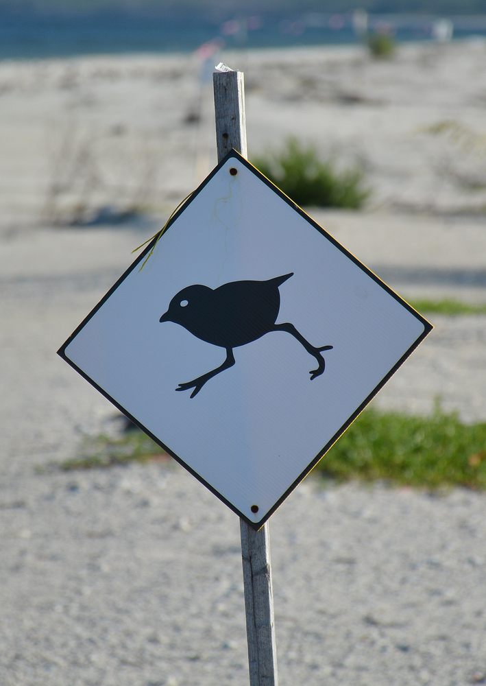 Bird.jpg
