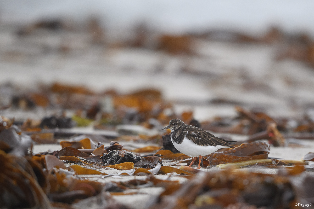 Helgoland_2020_Januar103.jpg