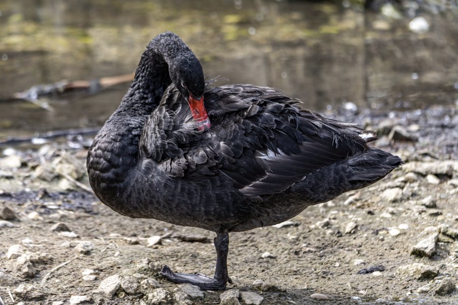 tierpark_haag23_13.jpg