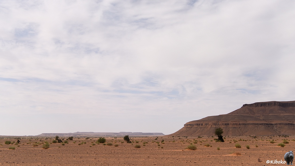 Das Bild zeigt eine weite ebene aus rötlichen Schotter. Einzelne Büsche und Grasbüschel sind in der Ebene verteilt. Am rechten Bildrand ist ein Berg aus dunklem Gestein angeschnitten.