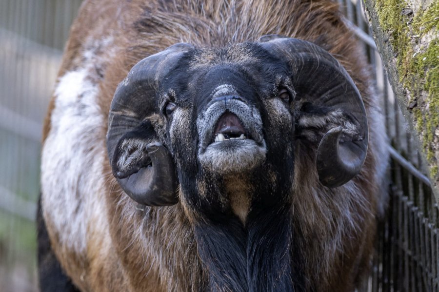 tierpark_haag23_42.jpg