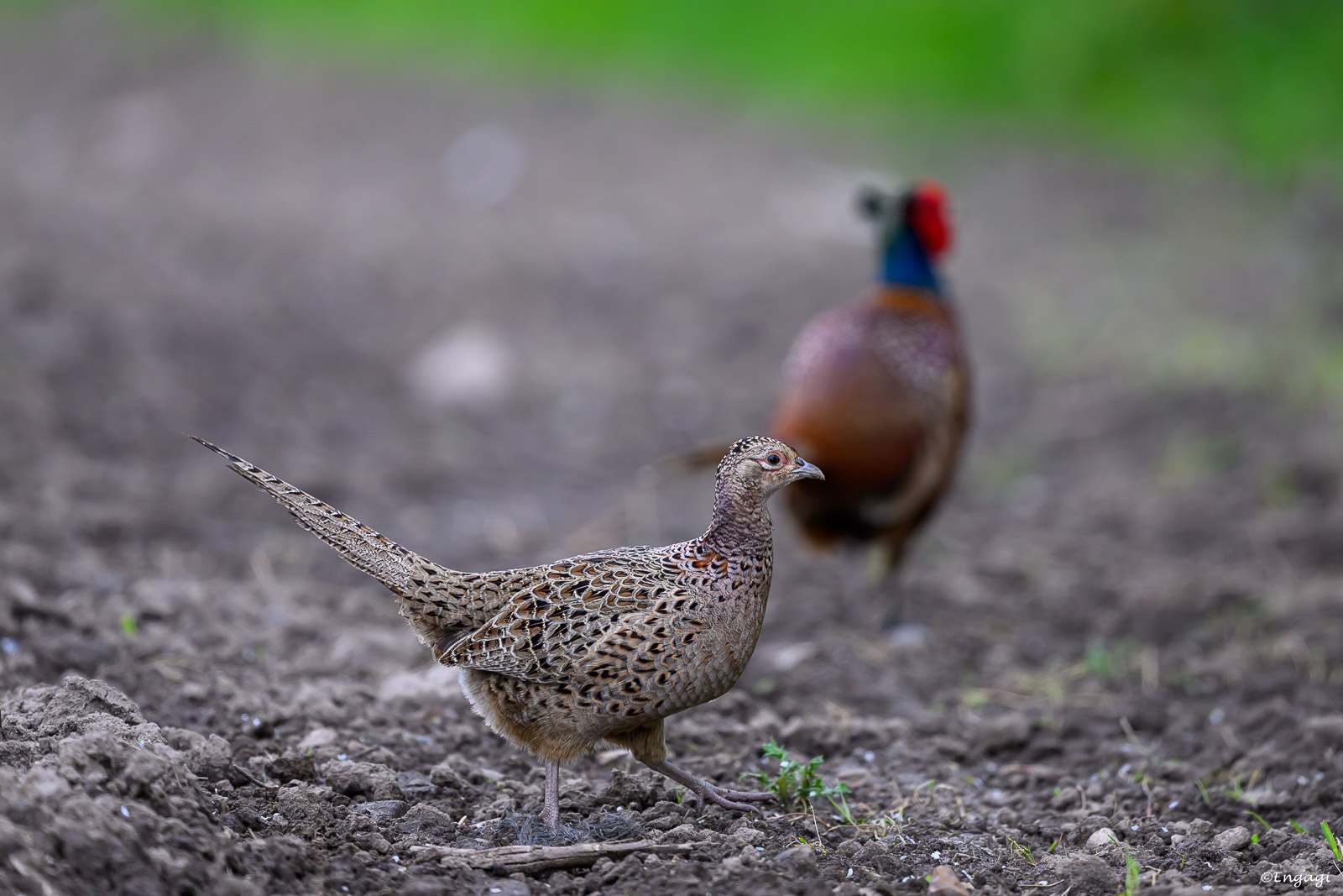 DSC_7651.jpg