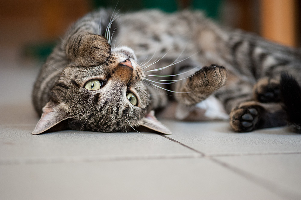 katzen-baldriansackerl-10.jpg