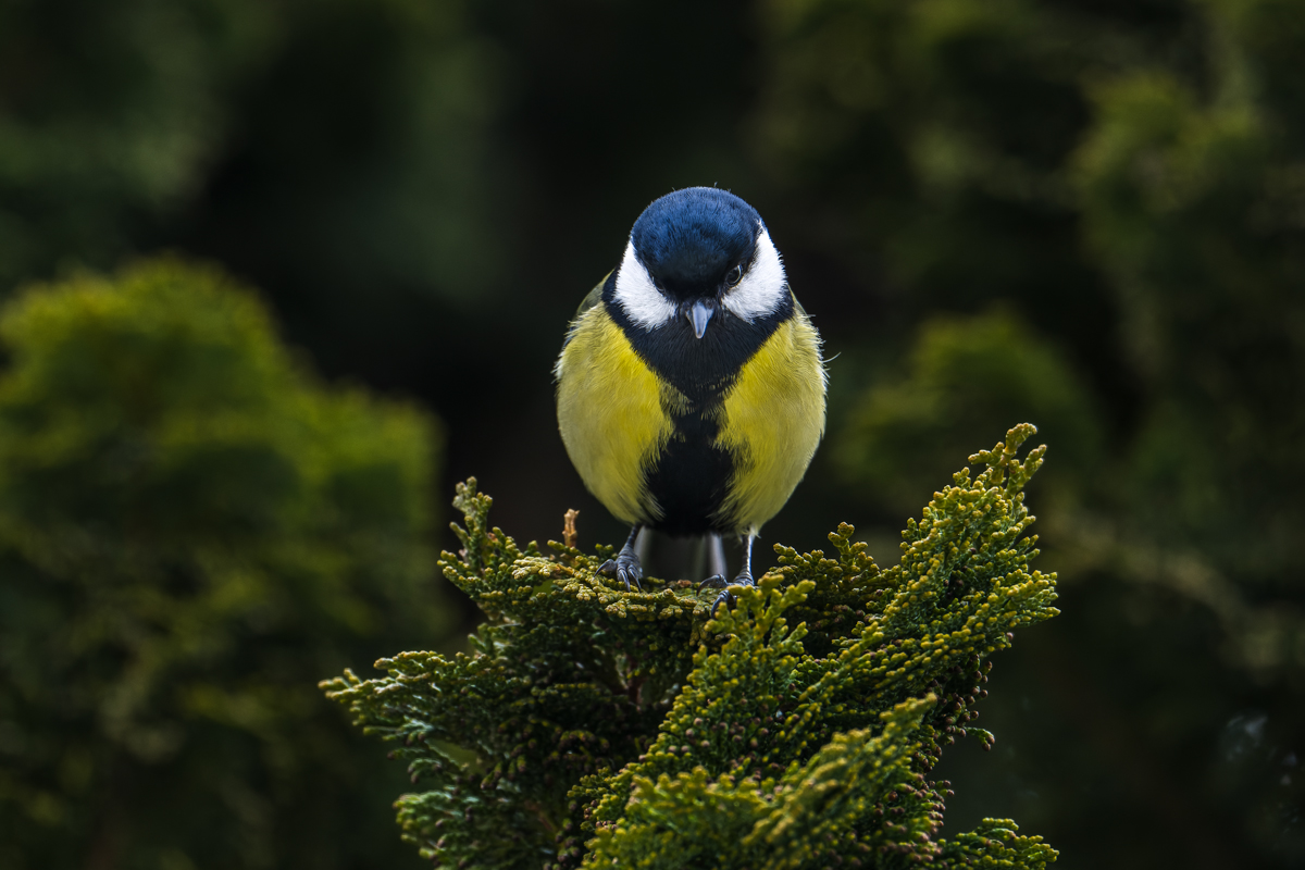 20250131_NZ9_3500_DPNF.jpg