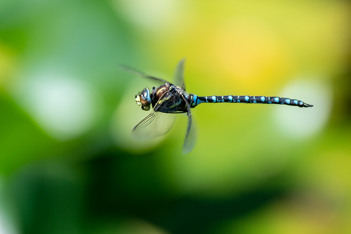 20180630_ND5_3454NF.jpg